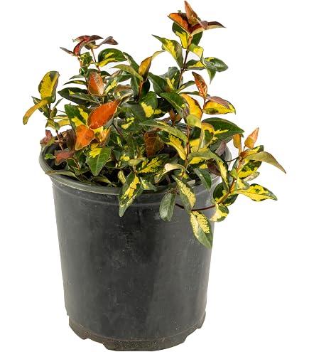Amazon.com : Summer Sunset Jasmine I 1 Live 4 Inch Pot I
